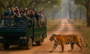 Canter Safari at Jim Corbett