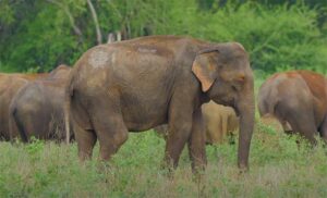 Elephant sightseeing in Durga Devi Zone
