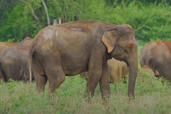 Elephant sightseeing in Durga Devi Zone