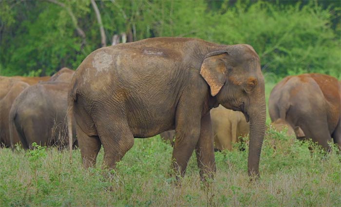 Elephant sightseeing in Durga Devi Zone