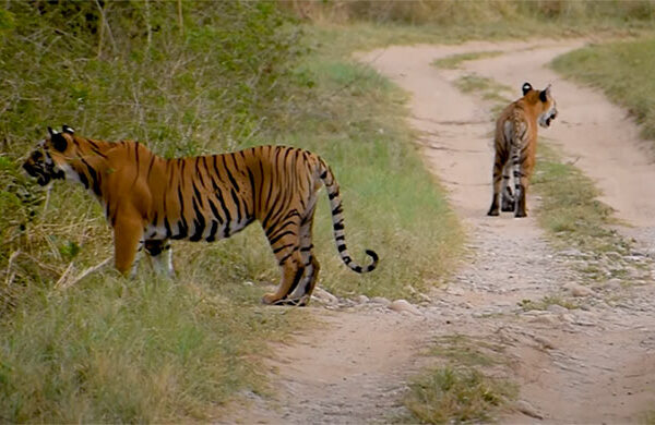 Tiger sightseeing at Dhela Zone