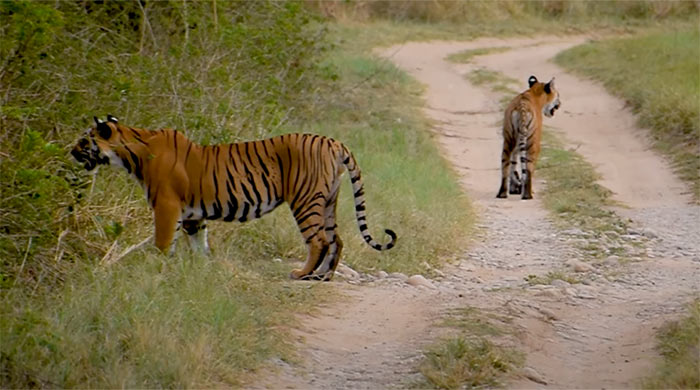 Tiger sightseeing at Dhela Zone