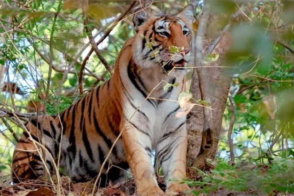 Tiger in Bijrani zone