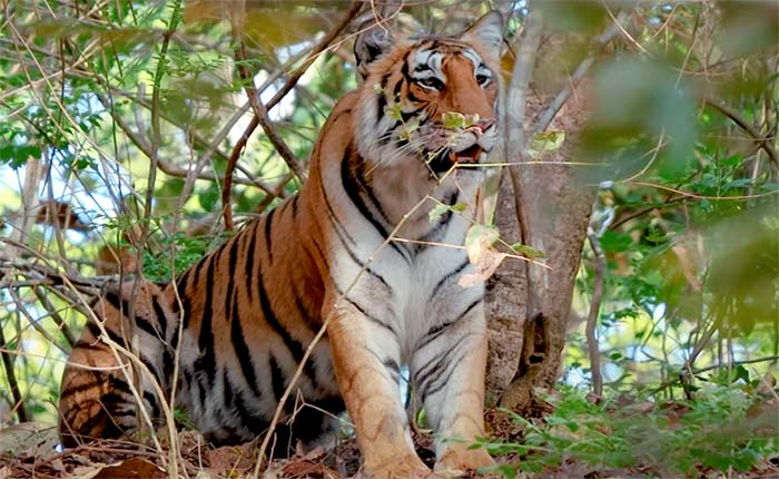 Tiger in Bijrani zone