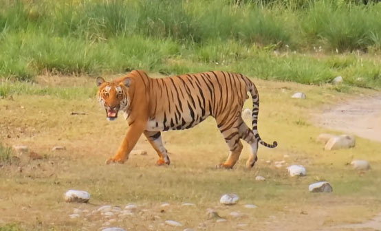 Tiger in Garjia Zone