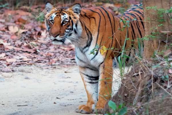 Tiger in Jhirna Zone