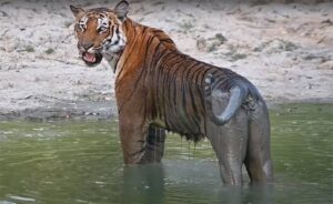 Tiger Sightseeing in Phato Zone