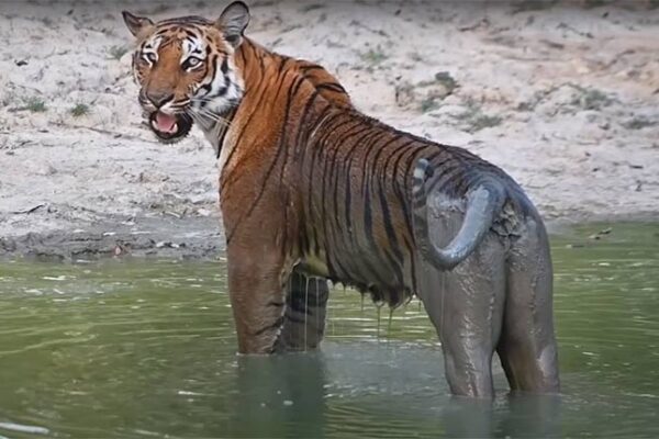 Tiger Sightseeing in Phato Zone